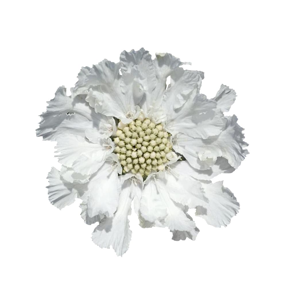 Scabiosa Caucasia Fama White 60 Cm
