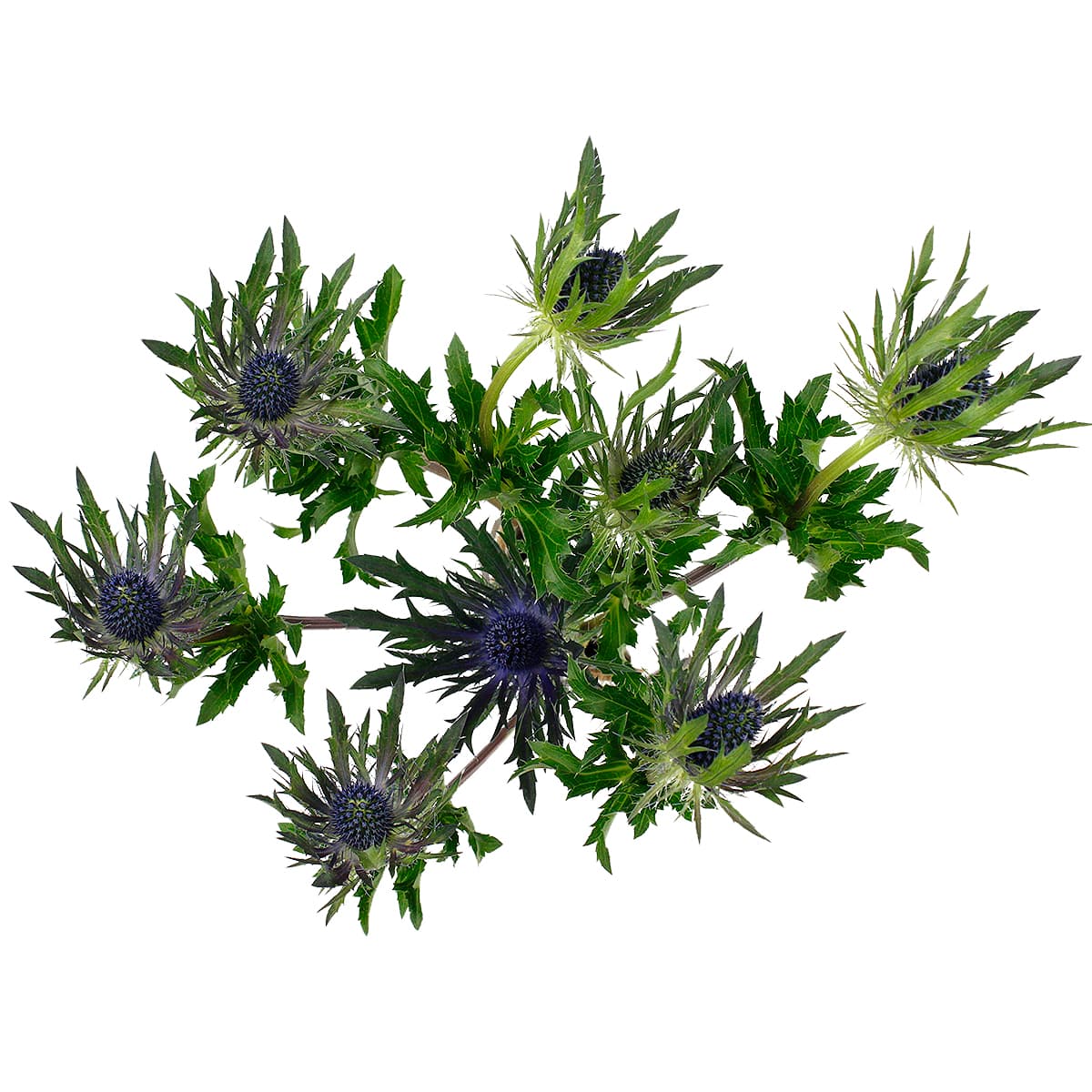 Eryngium Blue Lagoon Blue 60 cm