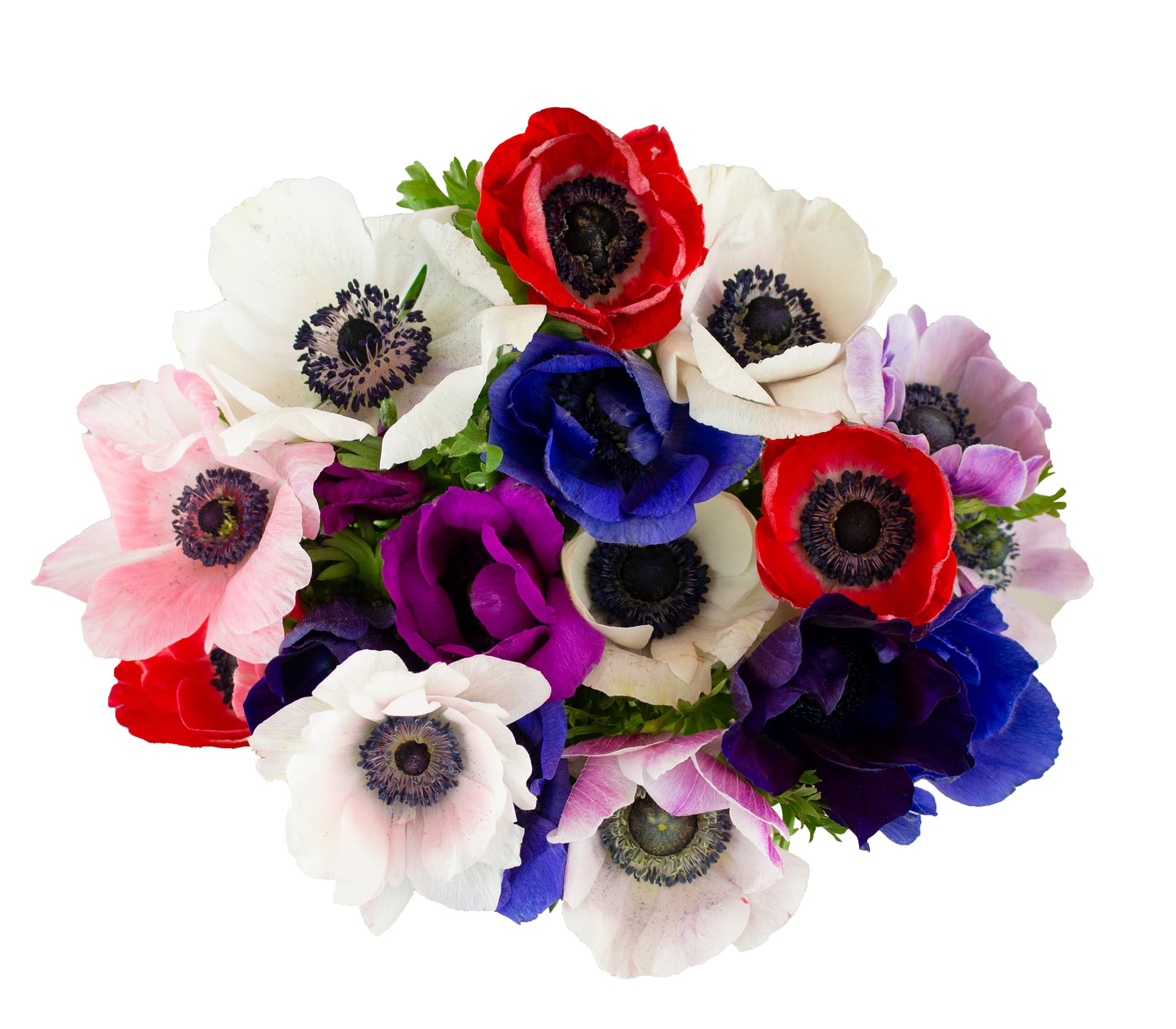 Anemone Assorted 30/40 Cm