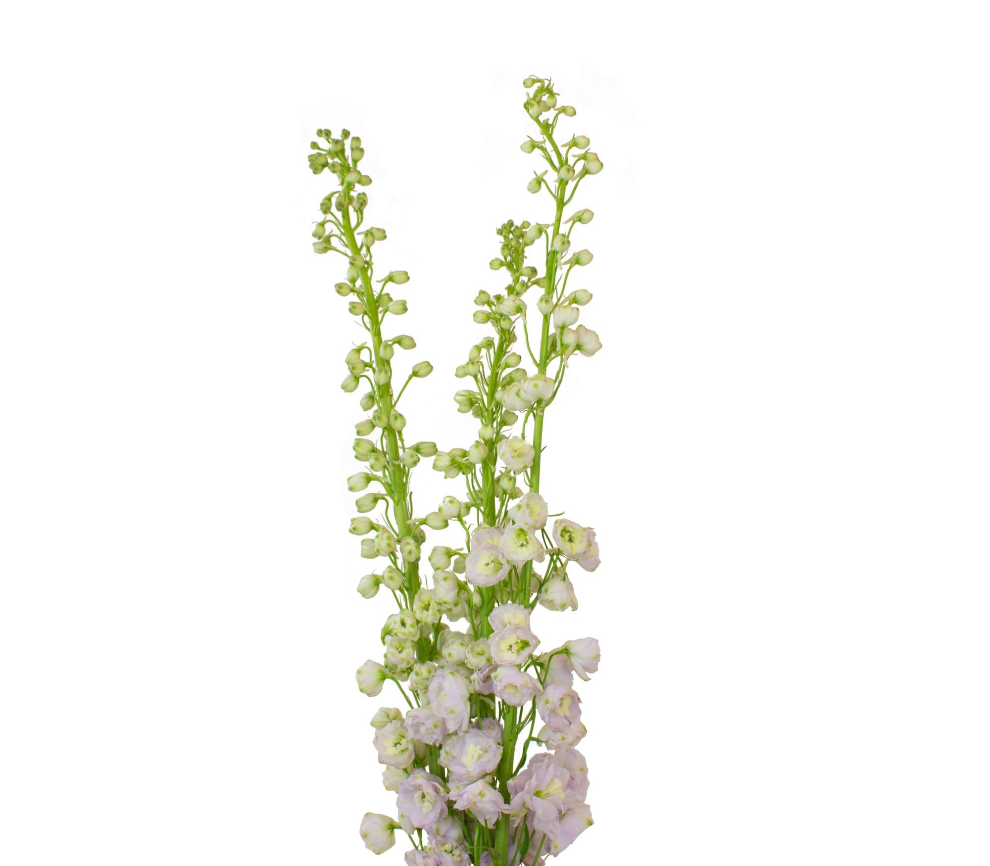 Delph Hybrid Elatum Pink River Light Lavender 80 Cm