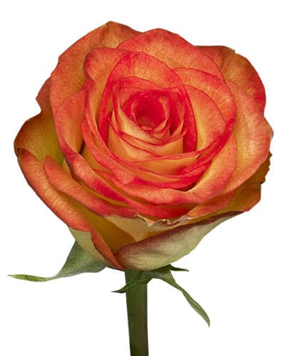 Rose High & Magic Bi Yellow 40 cm