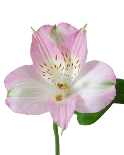 Alstro Dubai Pink Sel