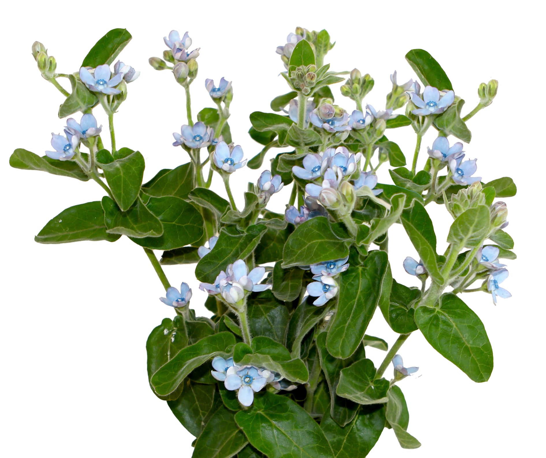 Tweedia Blue 40/50 cm