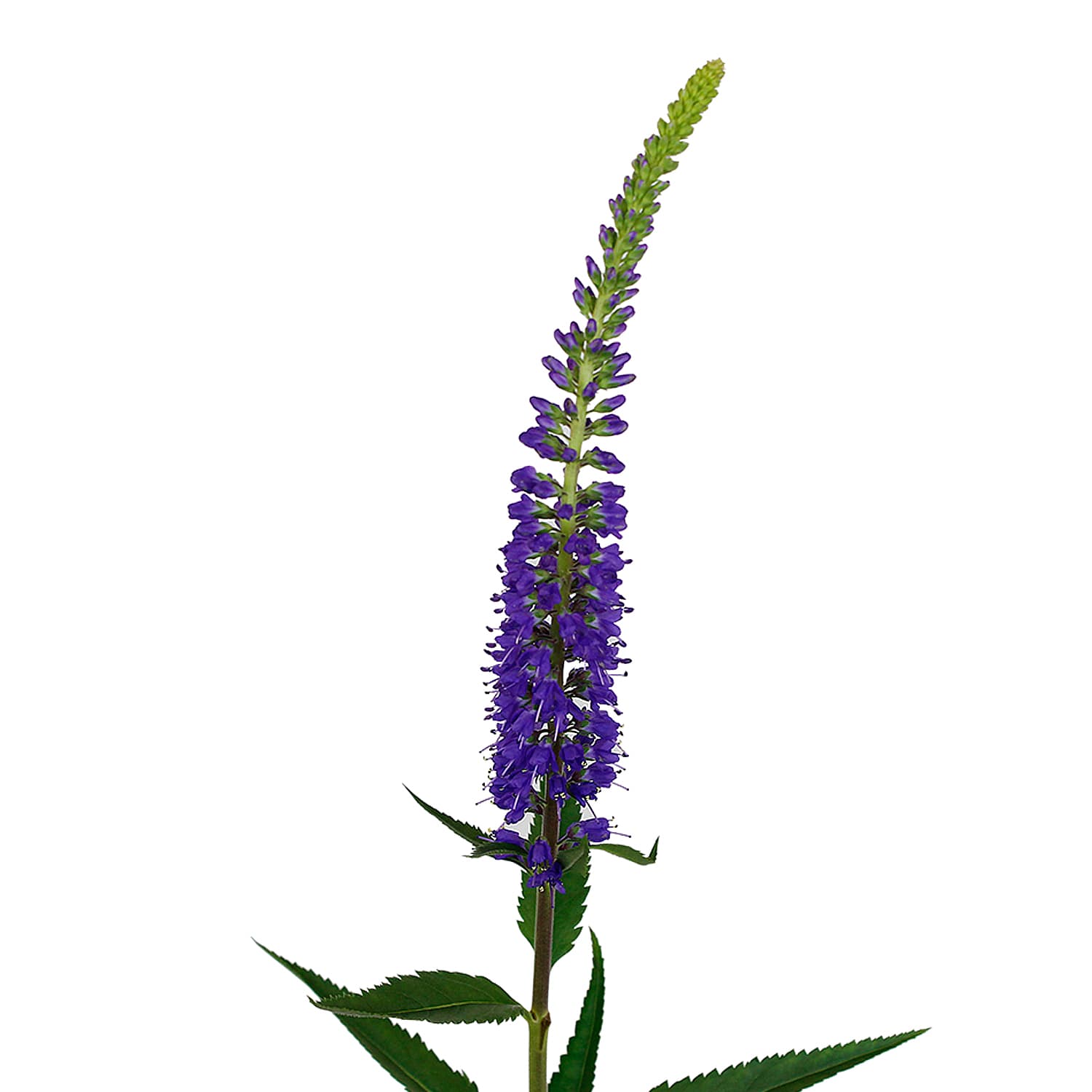 Veronica Skyler Blue 60 Cm