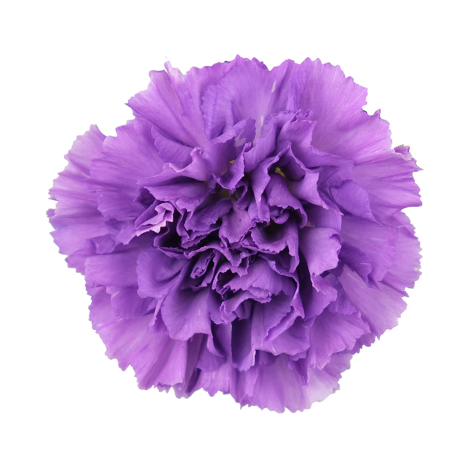 Carn Moonlite Purple Sel