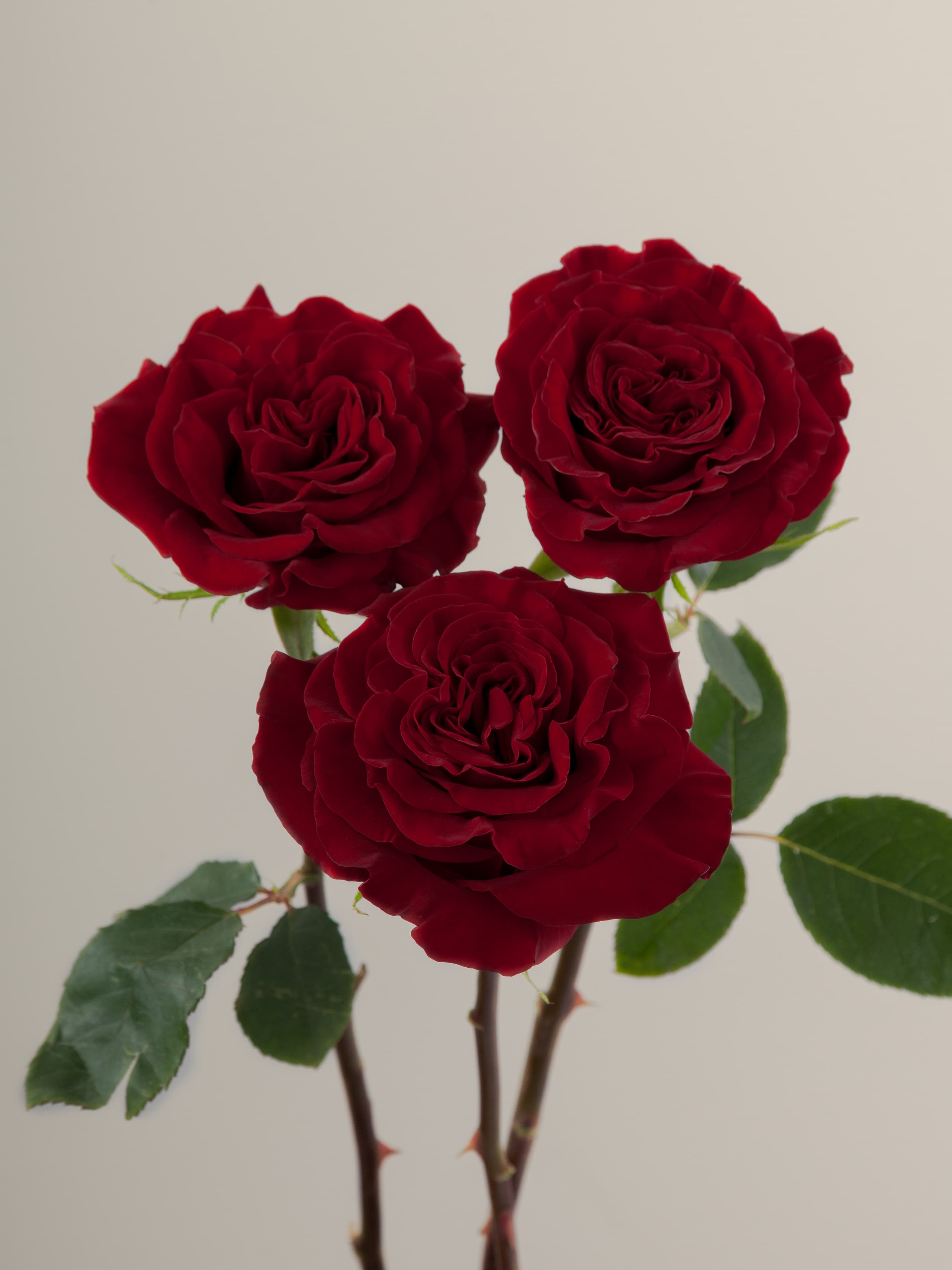 Gar Hearts Red 50