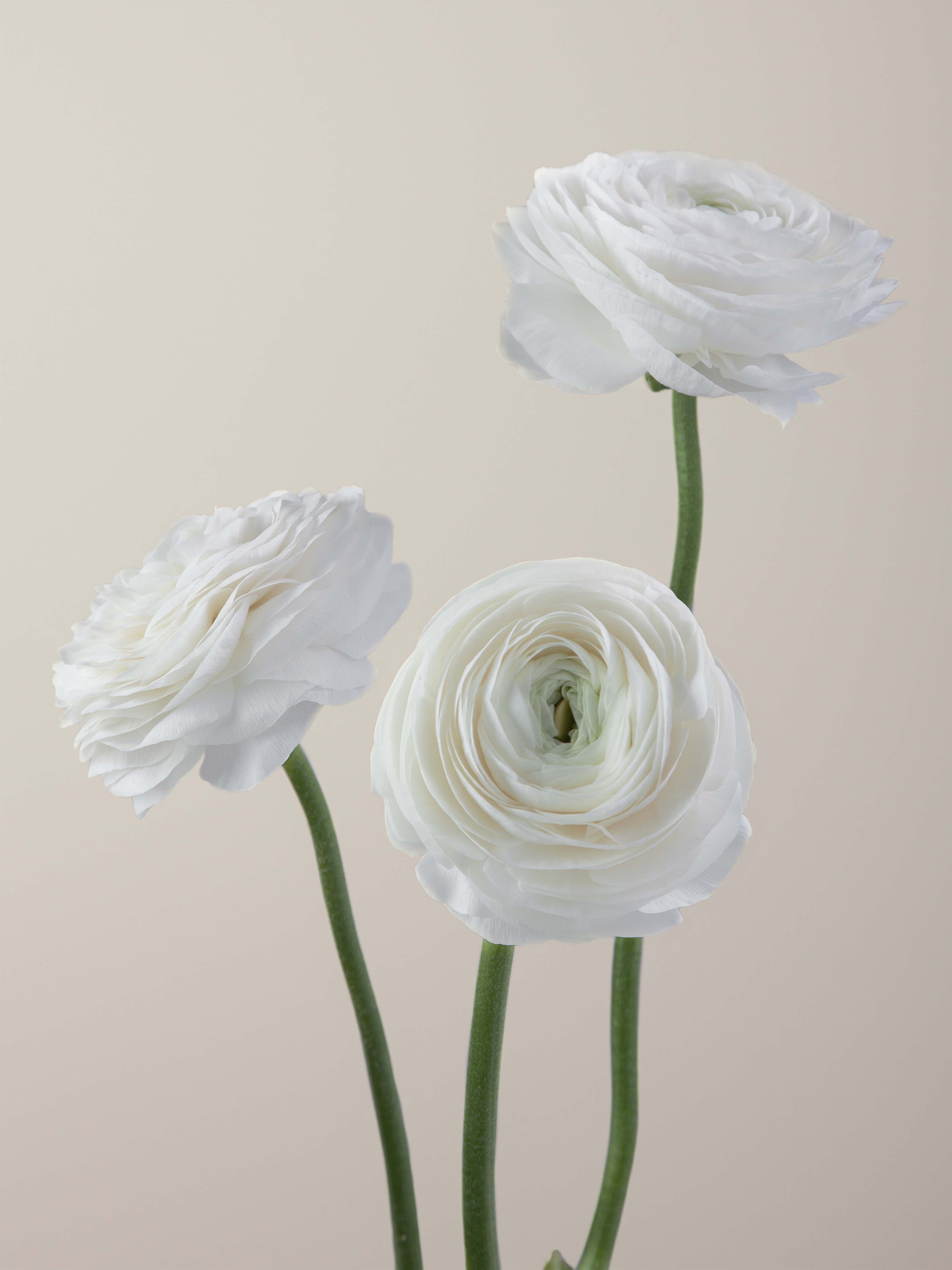 RAN WHT Elegance Bianco Signature 45