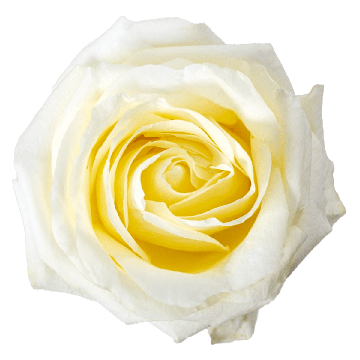 Ros White Chocolate Wht 70