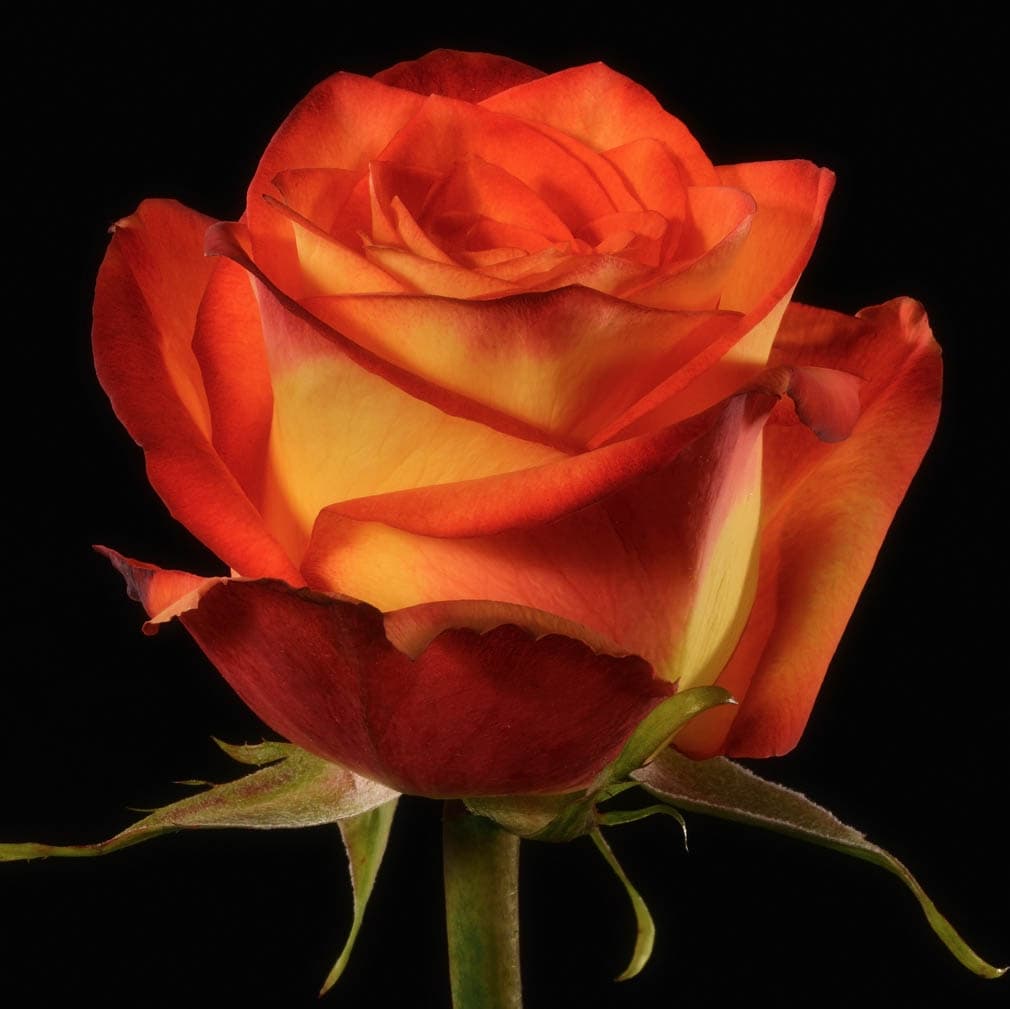 Roses Bi - Color Yellow High & Magic 40 Cm
