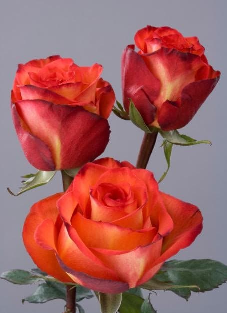 Roses Bi - Color Orange High & Orange 40 Cm