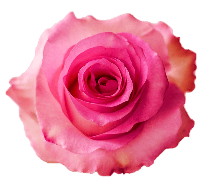 Roses Medium Pink Sweet Unique 50 Cm