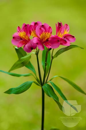 ALSTROEMERIAS BORDEAUX HOT PINK PREMIUM