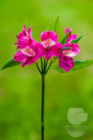 ALSTROEMERIAS NAVARRO HOT PINK SUPER SELECT
