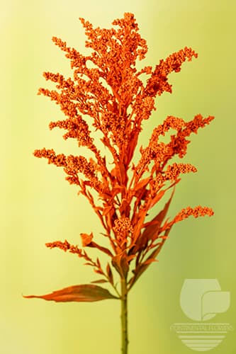 Asters Solidago Tinted Orange Xxx
