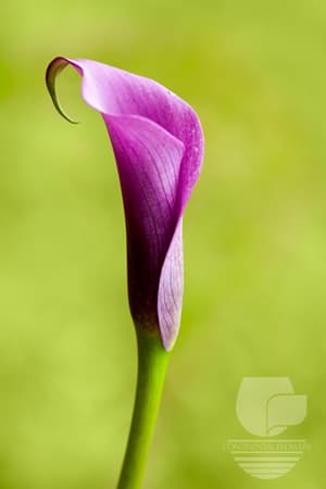 CALLA PACO PURPLE 40C