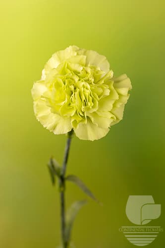 Carnations Sherida Green Select