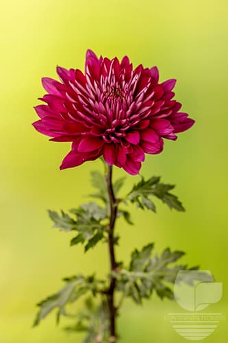 Cremones Tornado Purple Xxx