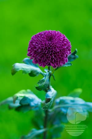 Disbud Aragon Purple Xxx