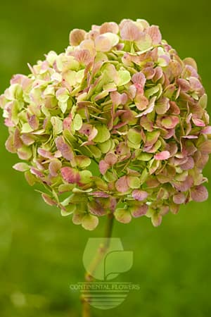 Hydrangeas Antique Green Jumbo