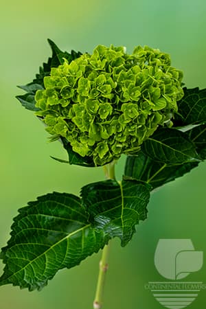 Hydrangeas Jade Green Select