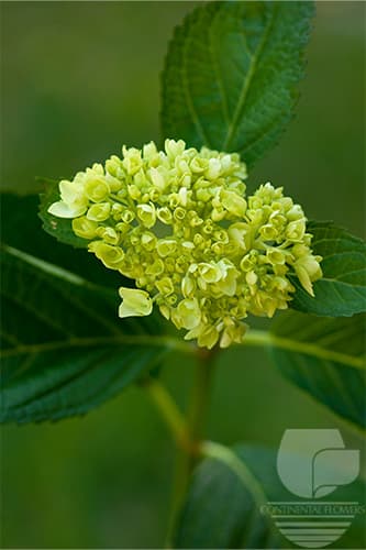 Hydrangeas - Green Sml