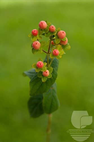 HYPERICUM MAGICAL PINK 70C