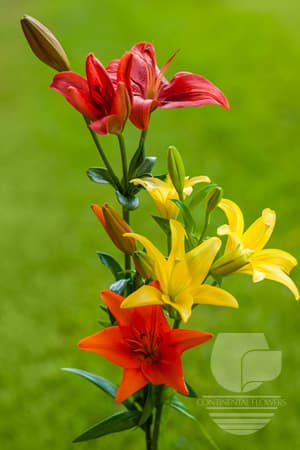 Lily La Hybrid L.a. Hybrid Fall Pack 35b