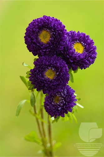 Matsumoto - Purple 70c