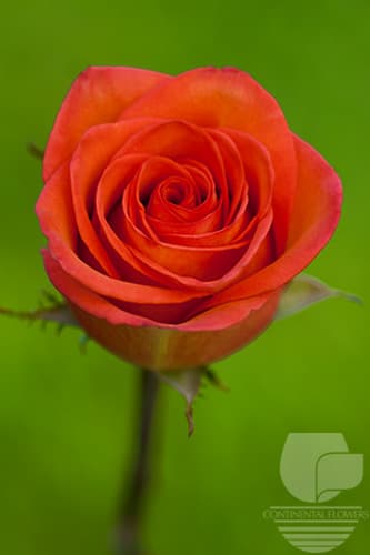 ROSES HIGH AND ORANGE MAGIC BICOLOR 50C