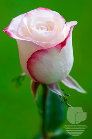 ROSES SWEETNESS ROSE BICOLOR 50C