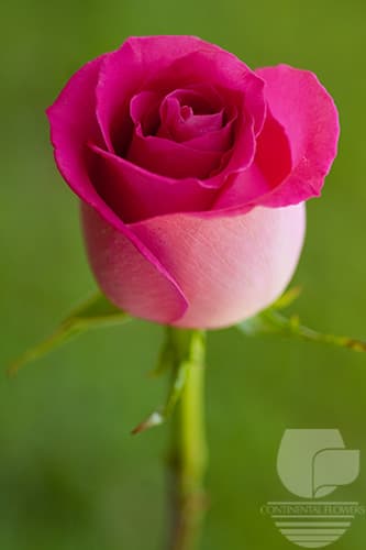ROSES TOPAZ HOT PINK 50C