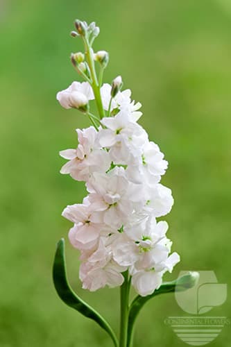 STOCK - WHITE 70C