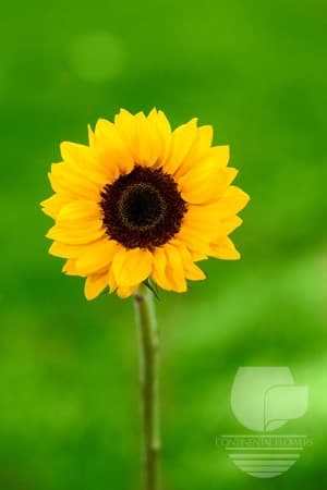 SUNFLOWER VINCENT CHOICE YELLOW LARGE