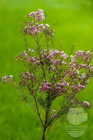 Waxflower - Pink 60c