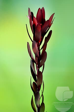 Leucadendron Safari Sunset Red 70c
