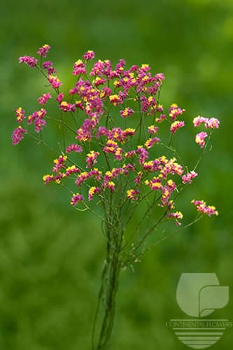 Limonium Sinensis Pink 70c