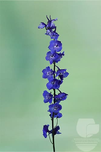 Delphinium Sea Waltz Blue 70c