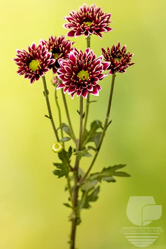 Pompoms Amethyst Bicolor Daisy