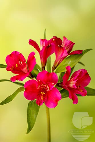 ALSTROEMERIAS ILSSA HOT PINK SUPER SELECT