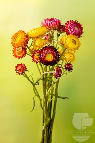 Strawflower Seasonal Fall Pack 70c
