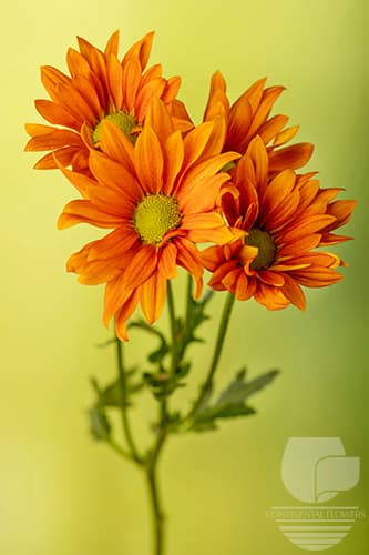 Pompoms Candela Orange Daisy