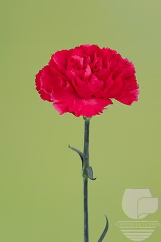 Carnations Jobim Dark Pink Select