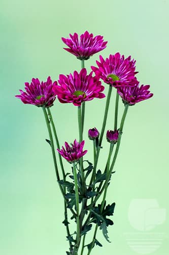 Pompoms Balsas Purple Daisy