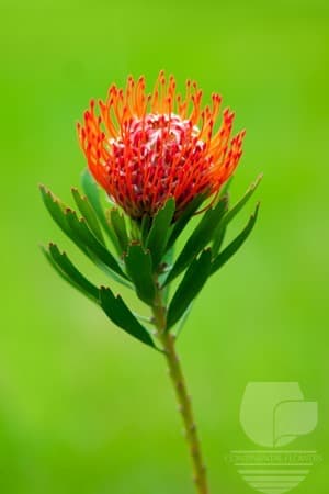 Pin Cushion - Red Mini