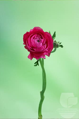 RANUNCULUS - HOT PINK 40C