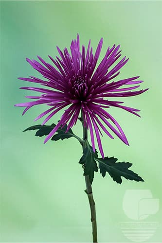 Spiders Dark Tiana Purple Xxx