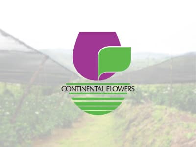 Hydrangeas Painted Purple Select