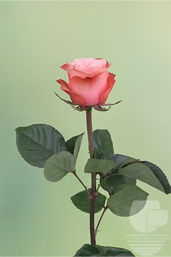 ROSES KAHALA ROS VINTAGE 60C