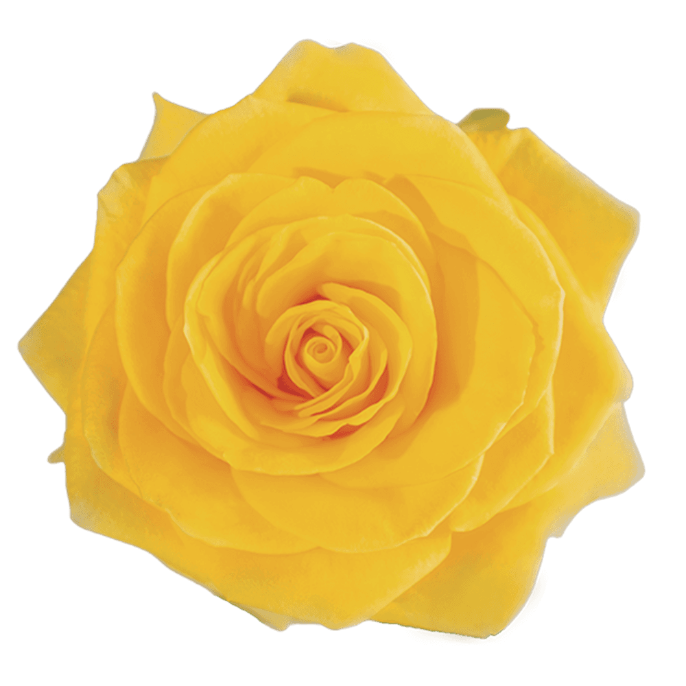 Roses Wayuu Summer Romance Yelllow 60cm