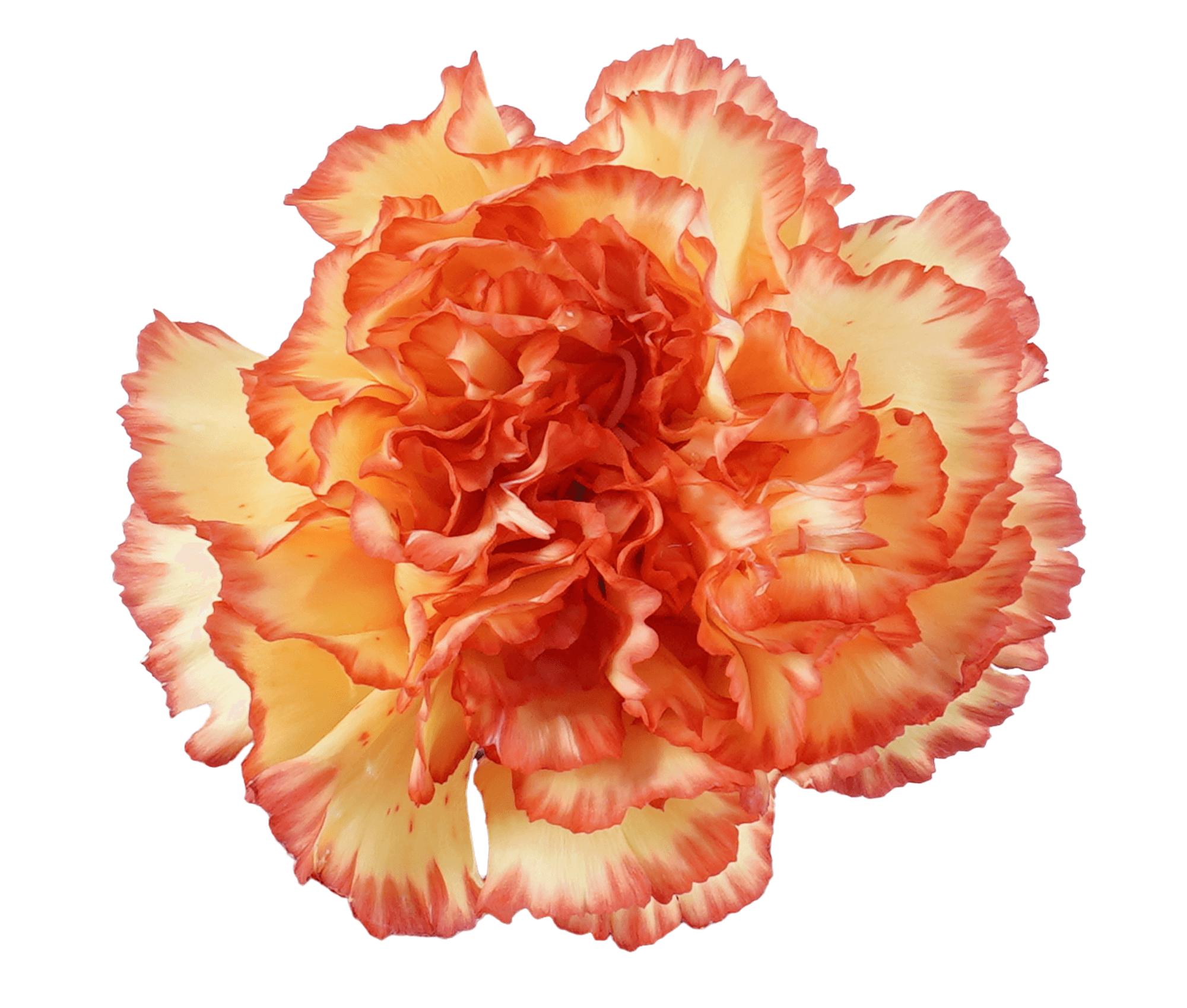 Carnation Elite Diego Bicolor Yellow - Red Fancy